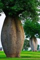 BrachychitonRupestris03.jpg