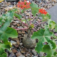Jatropha Podagrica