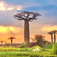 Adansonia Digitata 