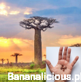rrr.png