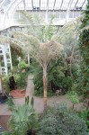 Ceroxylon Quindiuense