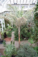 Ceroxylon Quindiuense