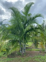 Dypsis Pembana