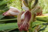 Elettaria Cardamomum