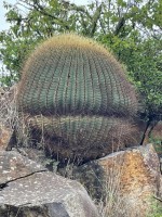 Ferocactus Hystrix