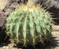 FerocactusHystrix02.jpg