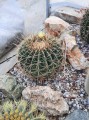 FerocactusHystrix03.jpg