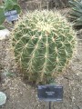 FerocactusHystrix04.jpg