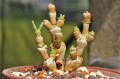 MonilariaMoniliformis04.jpg