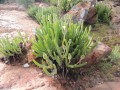 MonilariaMoniliformis02.jpg