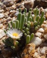 MonilariaMoniliformis03.jpg