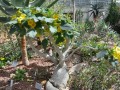 UncarinaRoeoesliana04.jpg