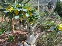 Uncarina Roeoesliana