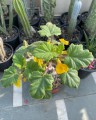 UncarinaRoeoesliana02.jpg
