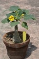 UncarinaRoeoesliana03.jpg