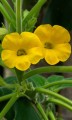 UncarinaRoeoesliana01.jpg