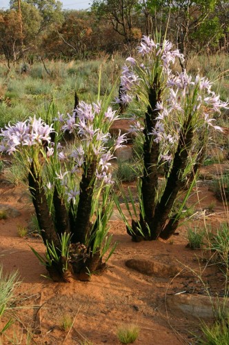 XerophytaRetinervis05.jpg