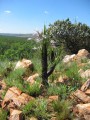 XerophytaRetinervis02.jpg
