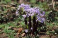 XerophytaRetinervis03.jpg