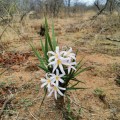XerophytaRetinervis06.jpg