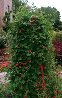 Ipomoea Quamoclit