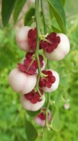 Sauropus Androgynus