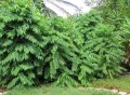 SauropusAndrogynus03.jpg