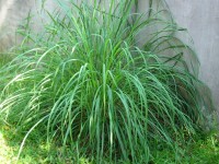 Cymbopogon Flexuosus