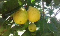 Psidium Guajava