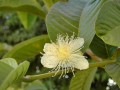 PsidiumGuajava02.avif.jpg