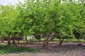 PsidiumGuajava03.jpg