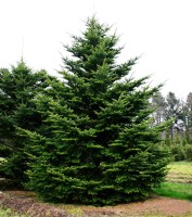 Abies Homolepis