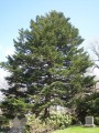 AbiesHomolepis03.jpg