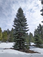 Abies Magnifica