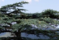 Cedrus Brevifolia