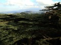 CedrusBrevifolia04.jpg