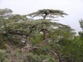 CedrusBrevifolia06.jpg