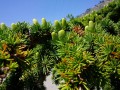 CedrusBrevifolia01.jpg
