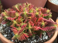 Crassula Capitella Subsp.Thyrisflora 