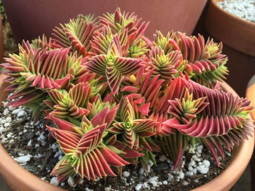 CrassulaCapitellaThyrsiflora01.jpg