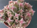 CrassulaCapitellaThyrsiflora03.jpg