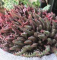 CrassulaCapitellaThyrsiflora04.jpg