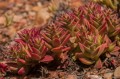 CrassulaCapitellaThyrsiflora05.jpg