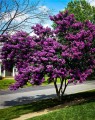 LagerstroemiaIndica05.jpg