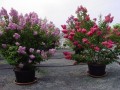LagerstroemiaIndica03.jpg