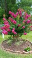 LagerstroemiaIndica04.jpg