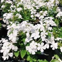 Plumbago Auriculata Alba
