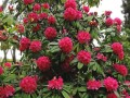 RhododendronArboreum05.jpg