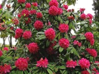 Rhododendron Arboreum