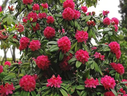 RhododendronArboreum05.jpg